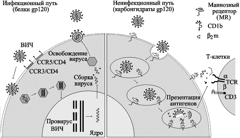 Как определить ВИЧ-инфекцию без анализов - тесты в домашних условиях ...